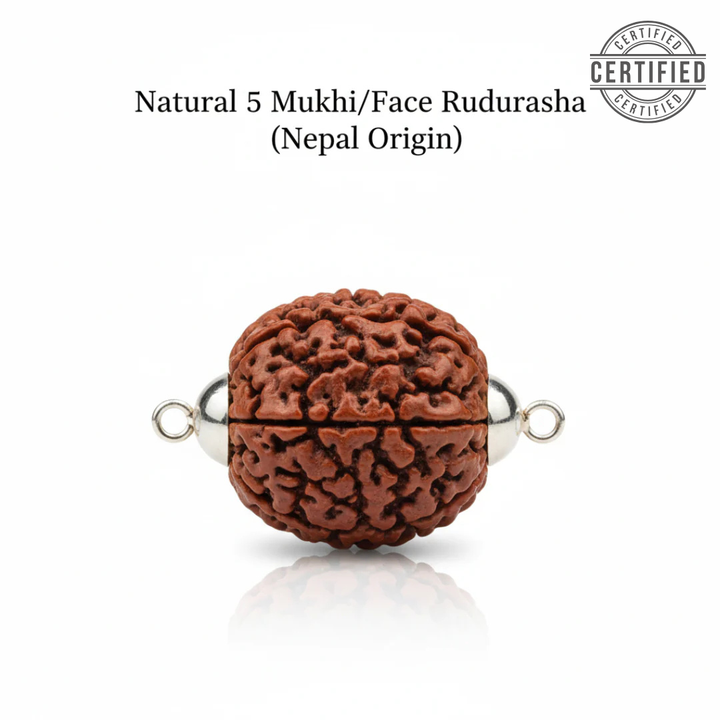 Natural 5 Mukhi/Face Rudraksha (Nepal Origin)