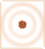 Natural 5 Mukhi/Face Rudraksha (Nepal Origin)